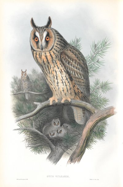 Illustration of Otis Vulgaris (Long-eared Owl) by John Gould